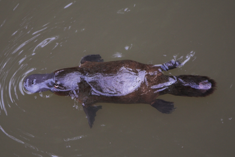 Platypus Eungella by Christine Ferdinand cc2.0