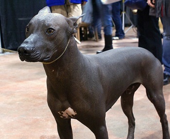 Xoloitzcuintli