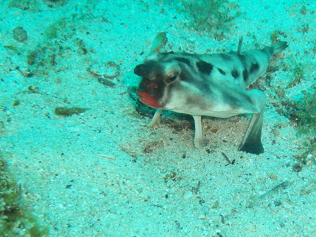 Red-lipped Bat fish (endemic to Galapagos)