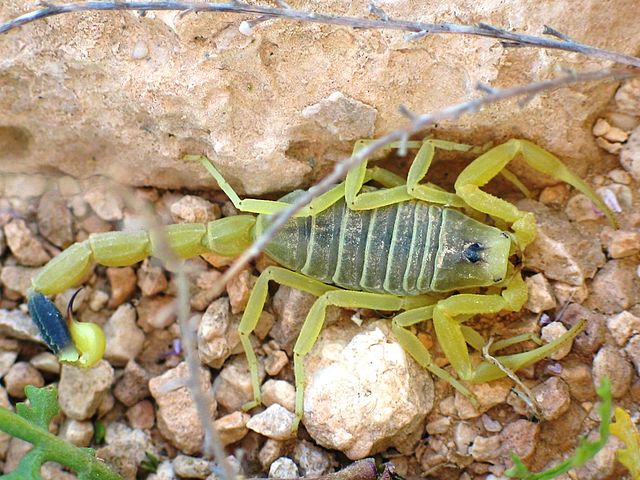 Top 11 Most Dangerous Desert Animals Fun Facts You Need To Know