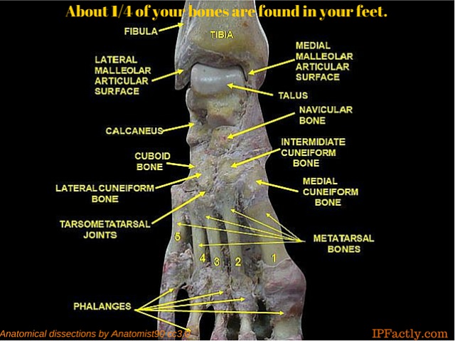 Foot Anatomical dissections