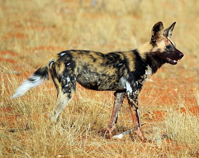 African_wild_dog_(Lycaon_pictus_pictus)