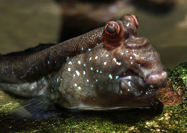 Mudskipper