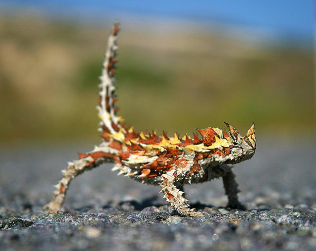 Spike the thorny devil