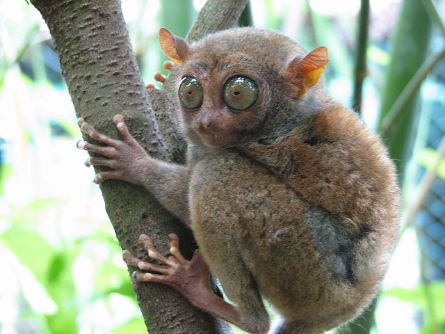 Top 20 Ugly Animals That Are Cute Always Learning Top 20 Ugly Animals That Are Cute Always Learning