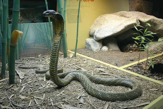 King Cobra and Nest