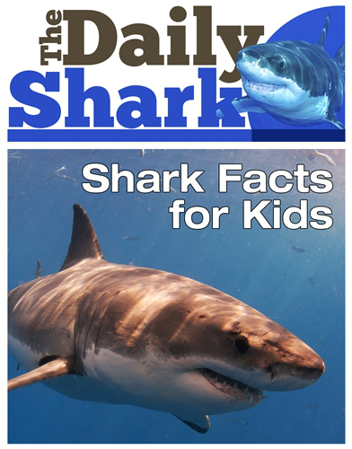The Daily Shark