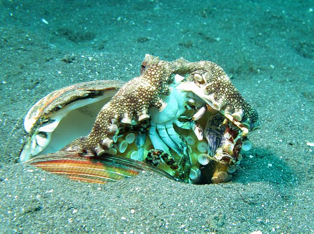 Veined Octopus -Amphioctopus Marginatus eating a Crab