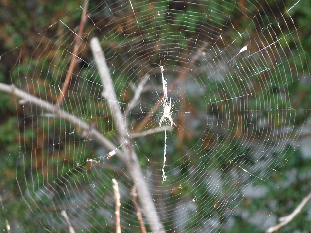 9 Amazing Facts about Spider Silk