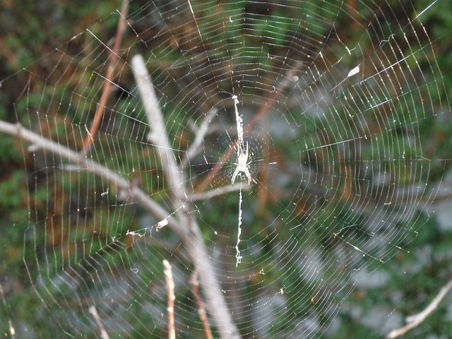 orb web