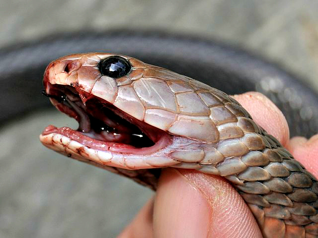 Naja sputa Javan spitting cobra