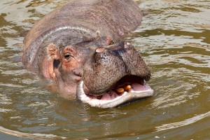 Link #32: Hippos Give Pink Milk! | Always Learning!