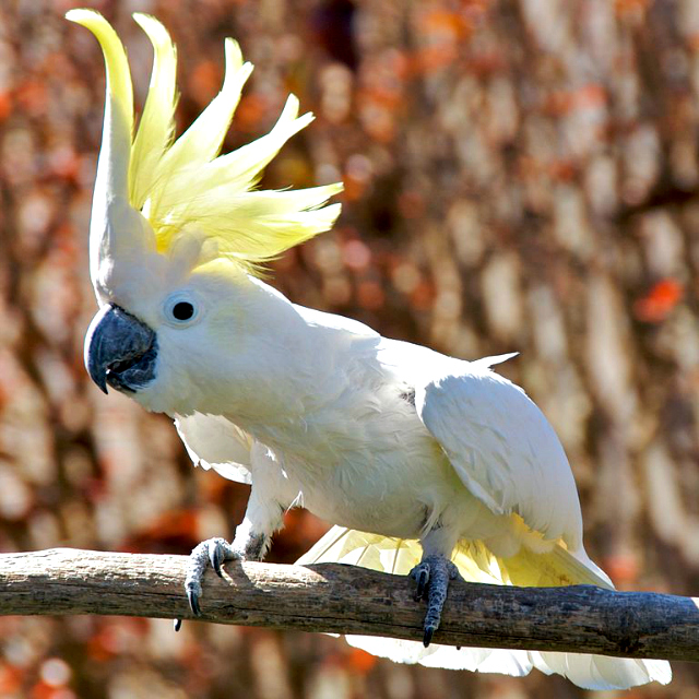 sulphur-crested cockatoo