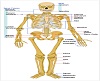 Human_skeleton_front