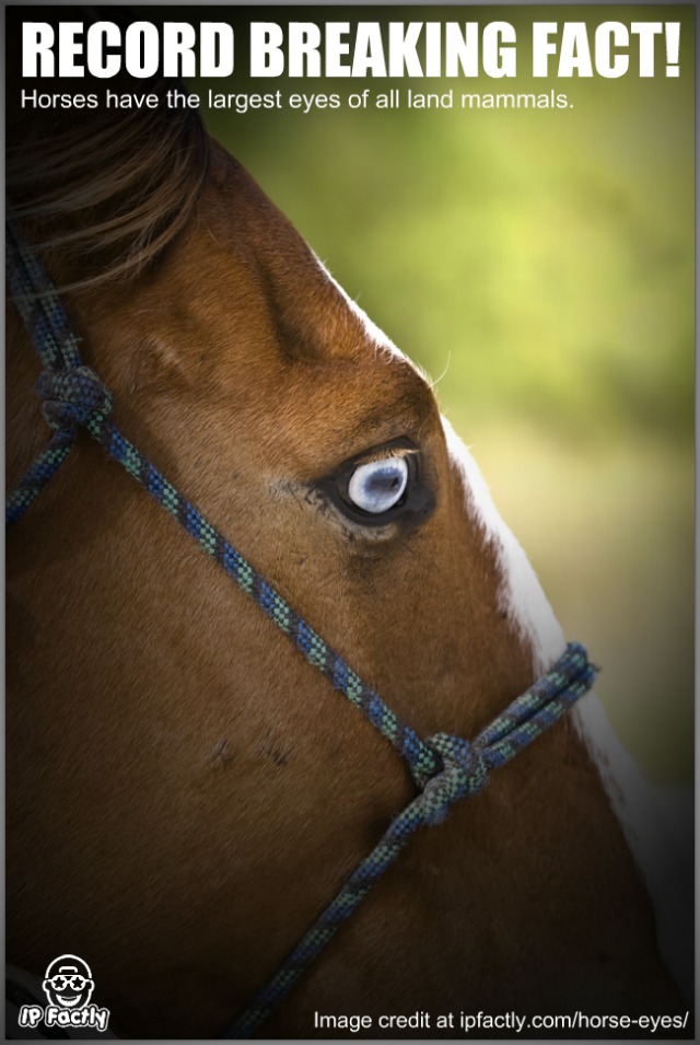 Horses have the largest eyes of all land mammals. | Always Learning!