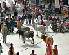 cows india