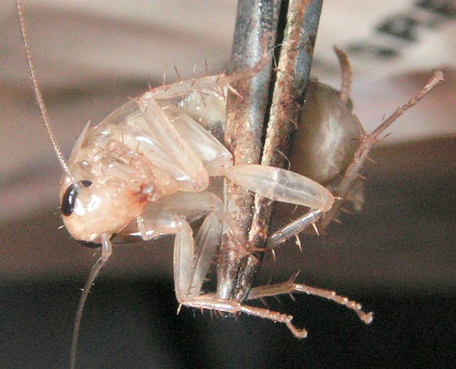 Cochroach Ecdysis, Moulting