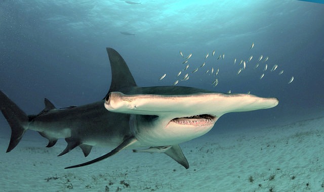 The hammerhead shark and the great white shark are both impressive