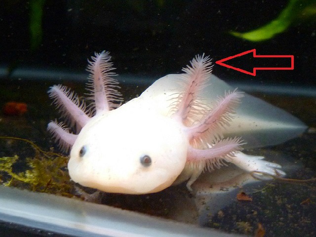 Axolotl_gills