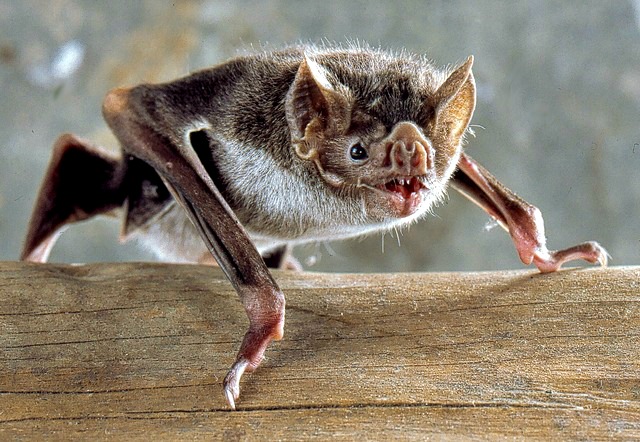 Where do vampire bats live?