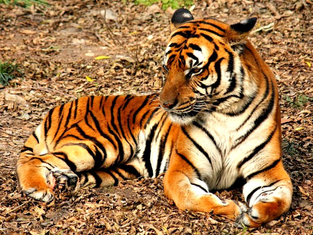 South Chinese Tiger (Panthera tigris amoyensis) in Shanghai Zoo. Image credit: J. Patrick Fischer, cc3.0