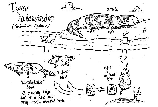 Tiger_salamander_cycle