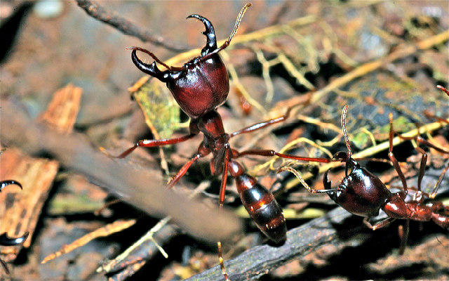 Army_Ants_(Dorylus sp.)