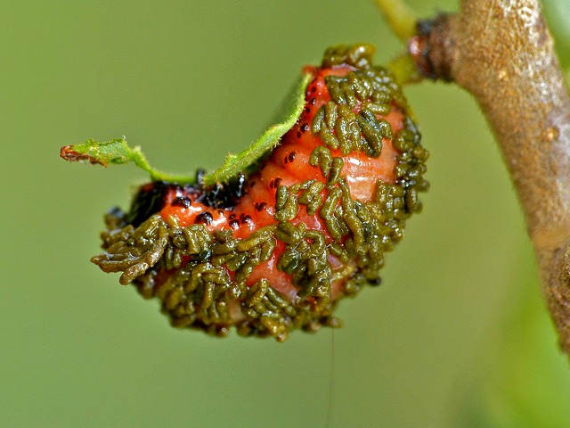 Larva_of_Poison_Arrow_Leaf_Beetle