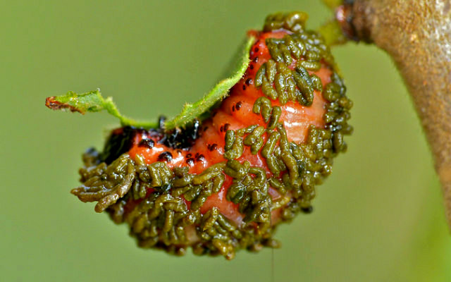 Leaf_beetle_larvae_poop_shield