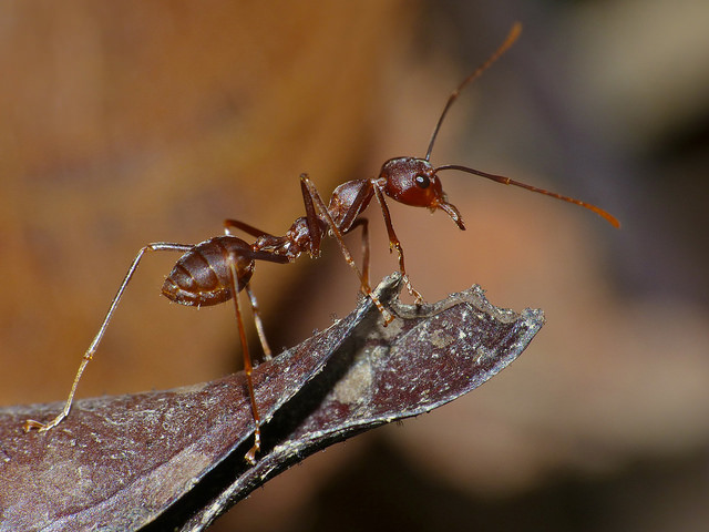 Weaver_Ant_Oecophylla_smaragdina