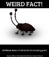 cockroach