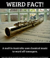 classical_music_instrument