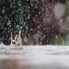 rain drops