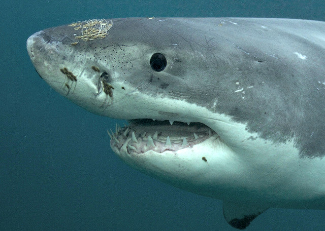 Great_White Shark Sense of Smell