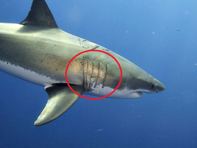 Great White Shark's Gill Slits