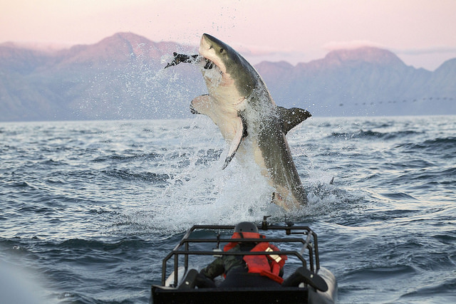 Breaching Great White Shark