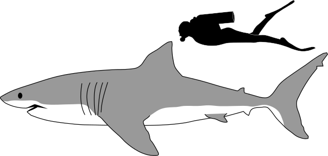 Great white shark size comparison