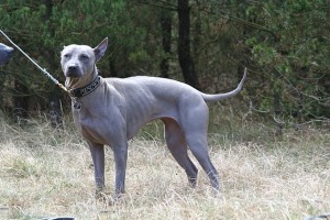 Thai Ridgeback Dogs – Ten Facts You Need To Know! | Always Learning!