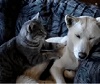 Cat Massages Dog.