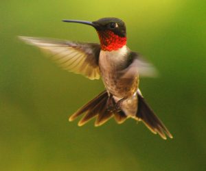Link #140: Hummingbirds Can Fly Backwards! | Always Learning!