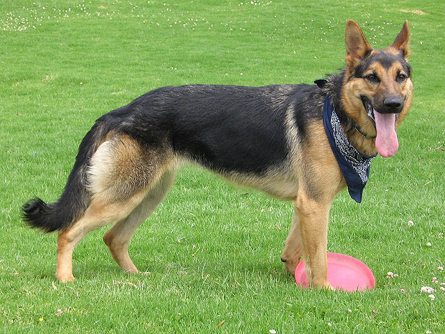 german shepherd intelligent dog