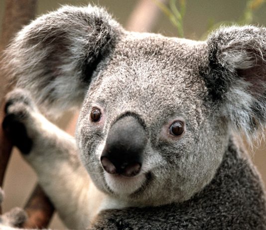 Koala by Gildardo urbina licensed under Creative Commons 4