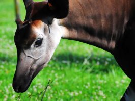 okapi by belgianchocolate cc 4.0