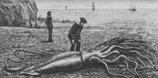 Gravure d'un calmar géant échoué en 1877 sur la baie Trinity, à Terre-Neuve