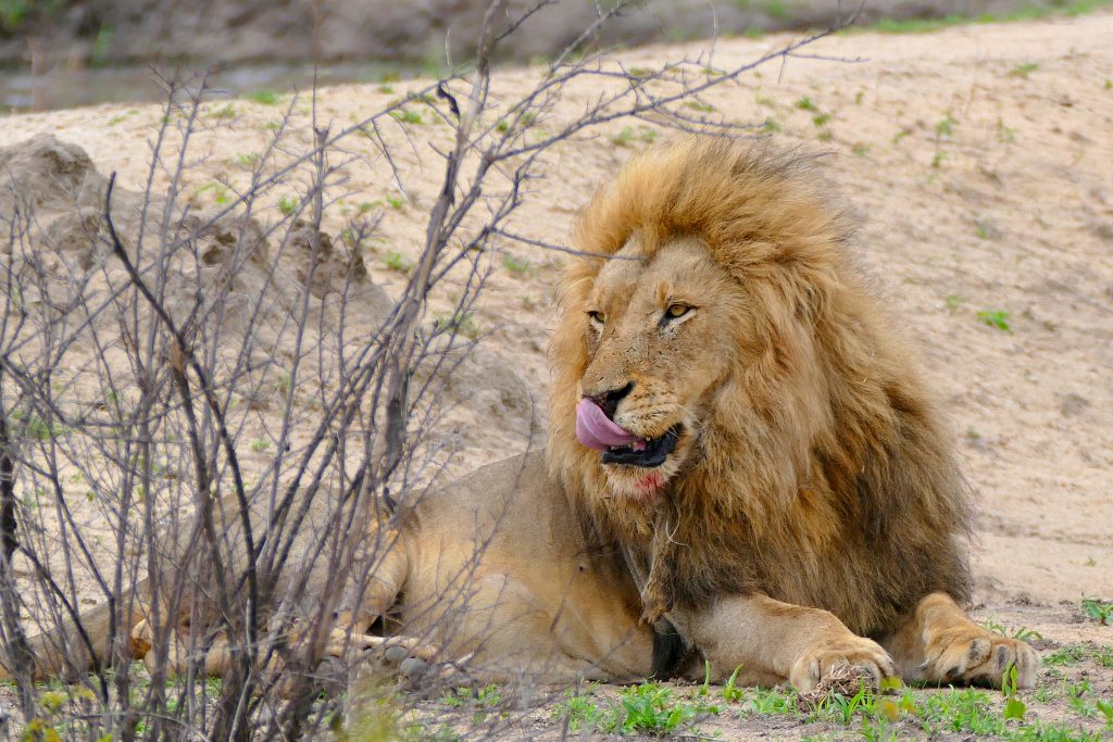 Lion (Panthera leo) by berniedup licensed under Creative commons 5