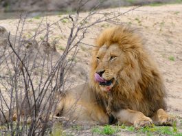Lion (Panthera leo) by berniedup licensed under Creative commons 5