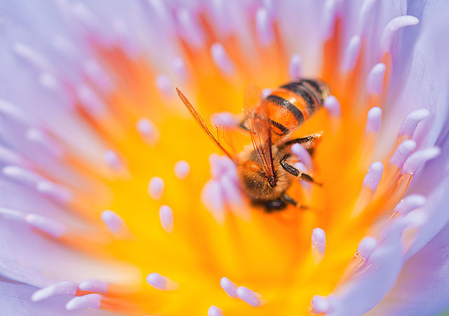 African killer bee entering center of blue water lilly by Hein waschefort cc3.0