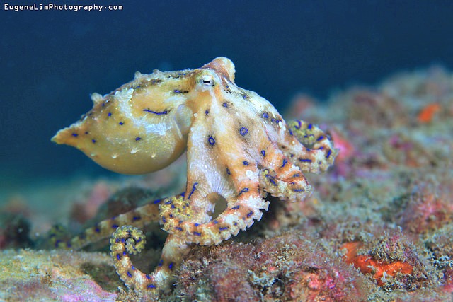 Blue Ringed Octopus, Sai Kung, Hong Kong