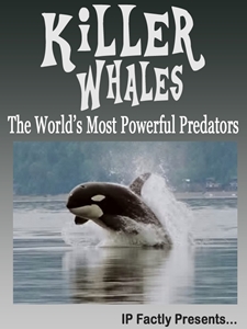 Killer Whales! The World's Most Powerful Predators!