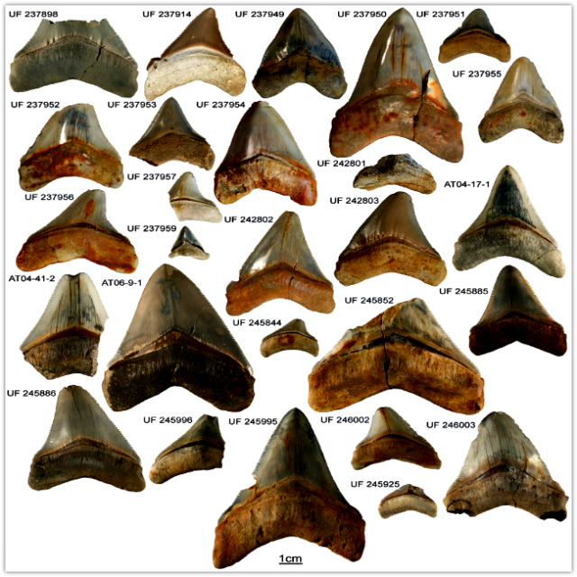 Megalodon teeth